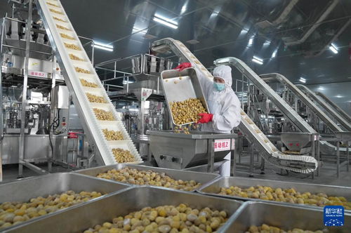 新材料技術驅動河北遵化農產品深加工，助力鄉村振興